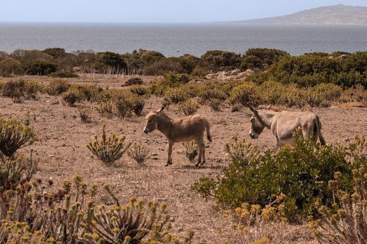ASINARA ISLAND-TOUR full day Minivan in the National Park