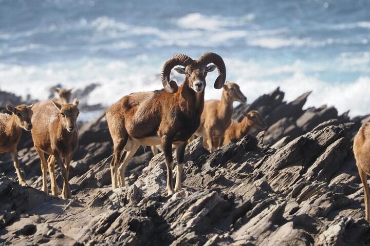 ASINARA ISLAND-TOUR full day Minivan in the National Park
