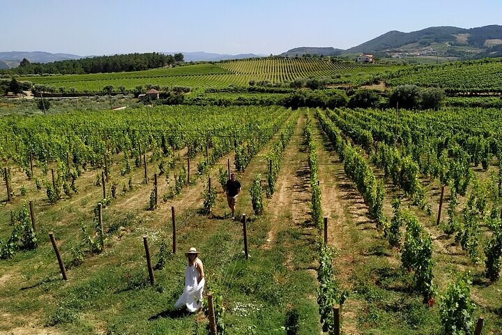 Régua: Prime Douro Valley Tour: 9 wines, Trad. Lunch & Priv. Boat