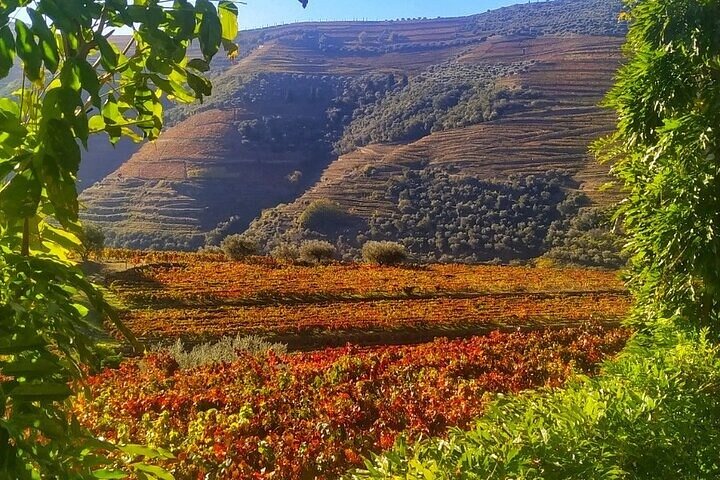 Régua: Prime Douro Valley Tour: 9 wines, Trad. Lunch & Priv. Boat