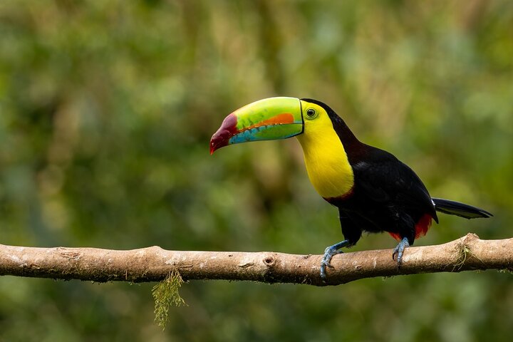 Monteverde Cloud Forest Guided Nature Walk with Expert Naturalist
