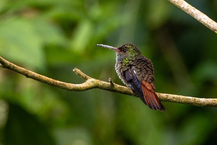 Monteverde Cloud Forest Guided Nature Walk with Expert Naturalist
