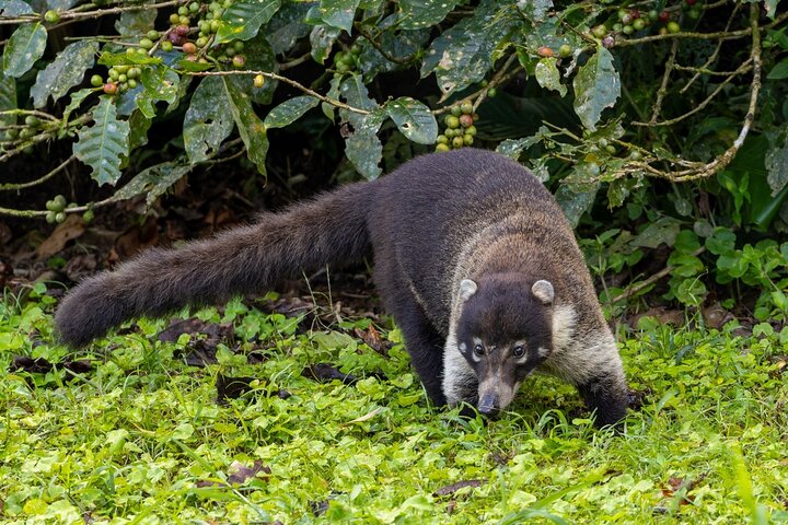 Monteverde Cloud Forest Guided Nature Walk with Expert Naturalist