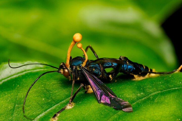 Monteverde Cloud Forest Guided Nature Walk with Expert Naturalist