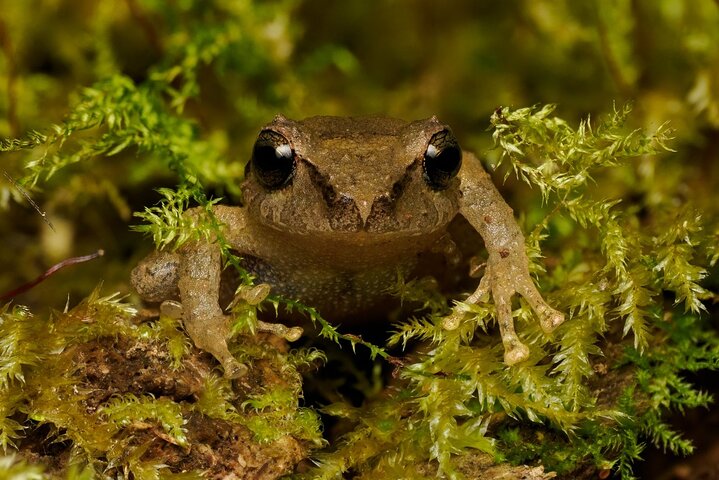 Monteverde Cloud Forest Guided Nature Walk with Expert Naturalist