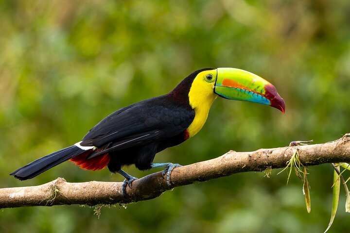Monteverde Cloud Forest Guided Nature Walk with Expert Naturalist