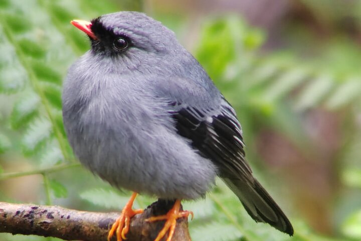 Monteverde Cloud Forest Guided Nature Walk with Expert Naturalist