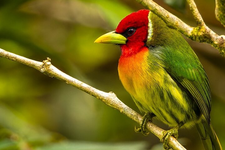 Monteverde Cloud Forest Guided Nature Walk with Expert Naturalist