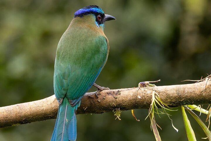 Monteverde Cloud Forest Guided Nature Walk with Expert Naturalist