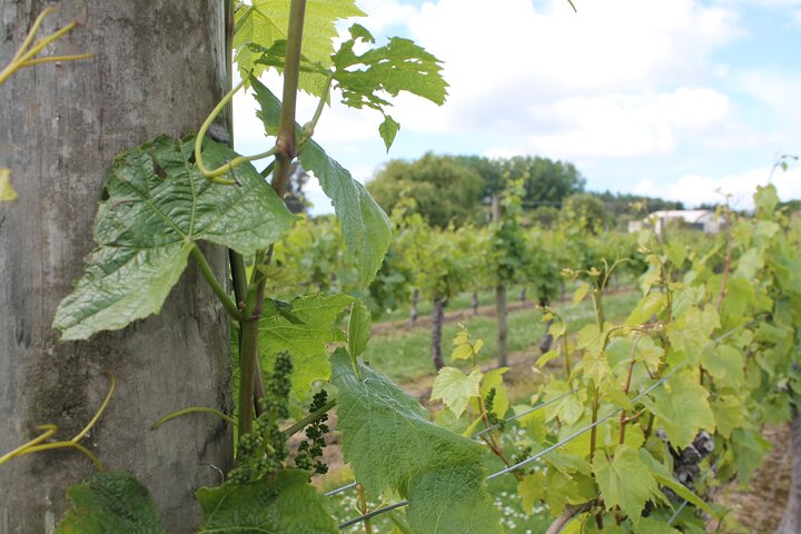 Marlborough Classic Wine Tasting Tour.