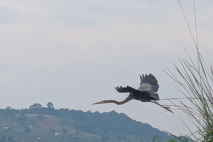 1/2 Mabamba Swamp Shoebill Tour