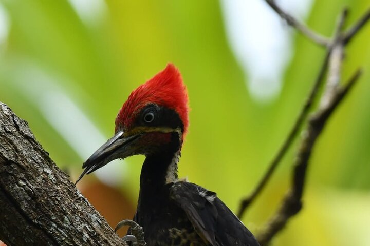 River and Mangrove Tour in Sierpe