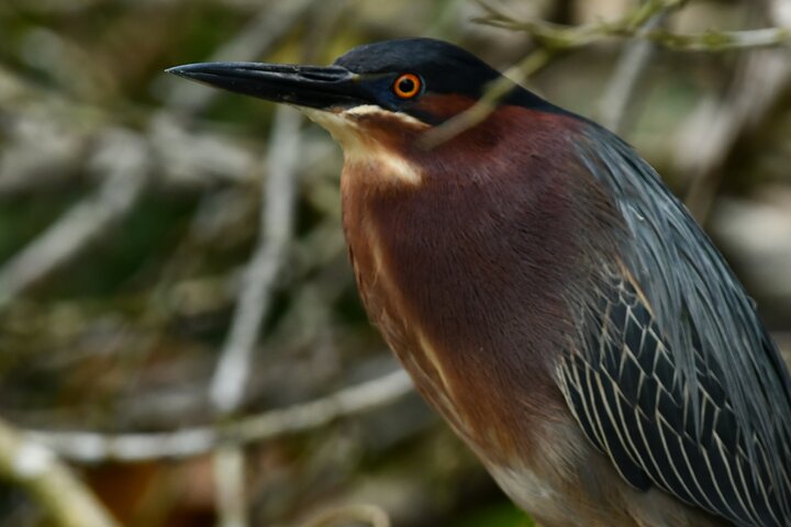 River and Mangrove Tour in Sierpe