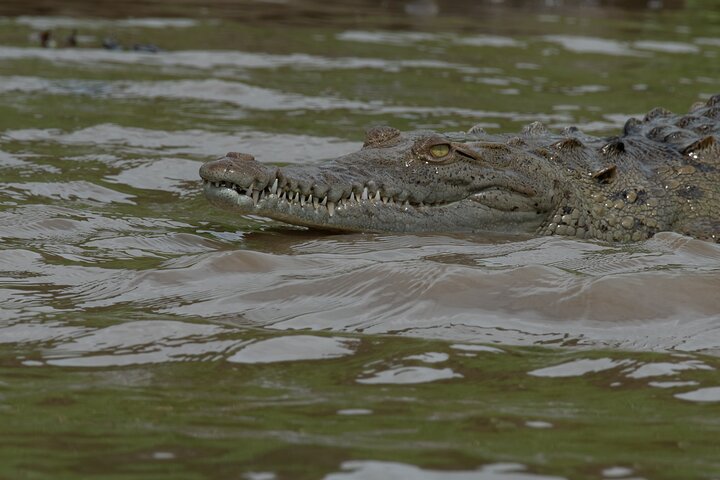 River and Mangrove Tour in Sierpe