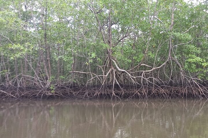 River and Mangrove Tour in Sierpe