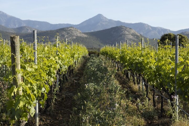 Discovery of the Ile Rousse & Wine Tasting From Calvi Cruise Port