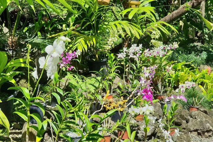 Fiji Lautoka Shore Excursions Tour