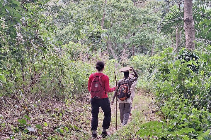 Day Tour to Discover Wli Agoumatsa West Africas Tallest Waterfall