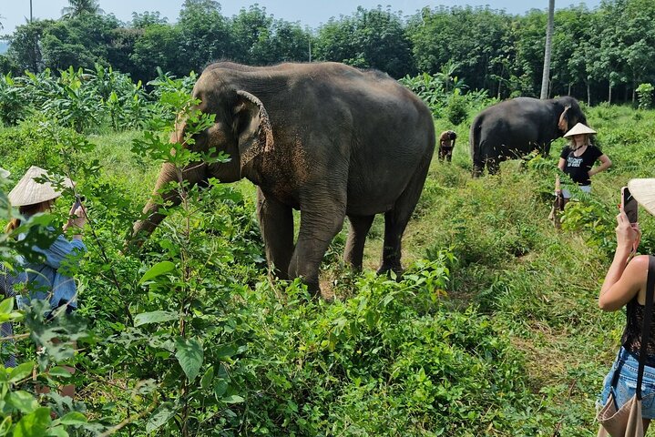Koh Samui: Elephant Nature Care, the largest elephant sanctuary