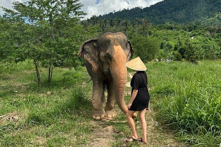 Koh Samui: Elephant Nature Care, the largest elephant sanctuary