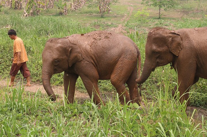 Koh Samui: Elephant Nature Care, the largest elephant sanctuary