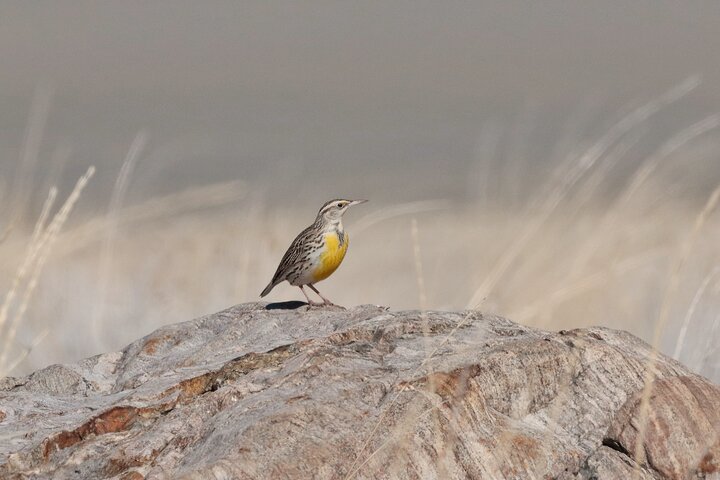 Great Salt Lake Safari - Discover Antelope Island