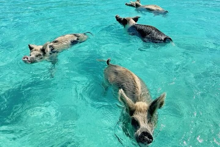 Exuma Island and Cays Tour