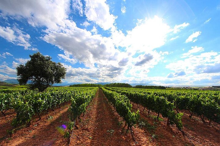 Wine Tasting and Aperitif in Bodegas Pedro Martinez Alesanco