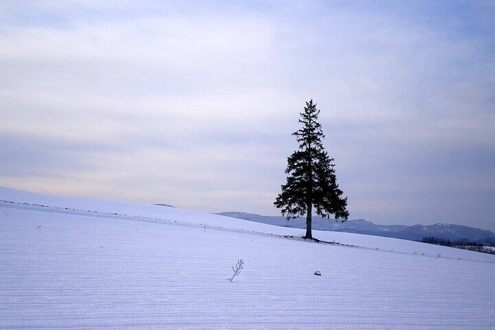 [Biei/Furano] One-day sightseeing by private car!