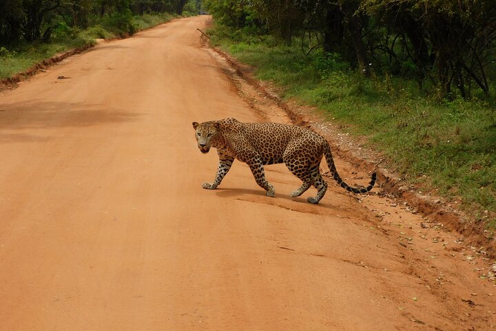 Yala National Park High-Luxury PRIVATE Tours with Entry Tickets