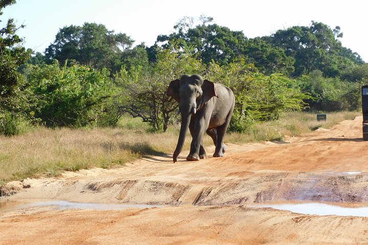 Yala National Park High-Luxury PRIVATE Tours with Entry Tickets
