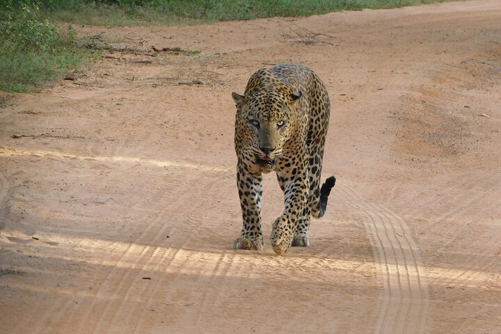 Yala National Park High-Luxury PRIVATE Tours with Entry Tickets