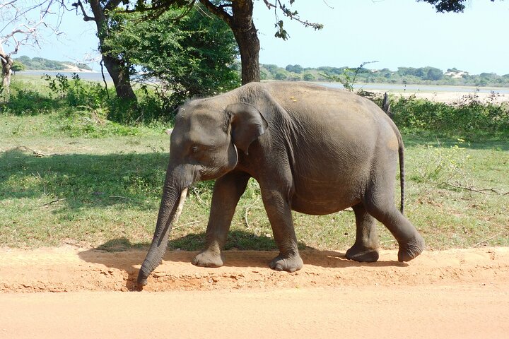 Yala National Park High-Luxury PRIVATE Tours with Entry Tickets