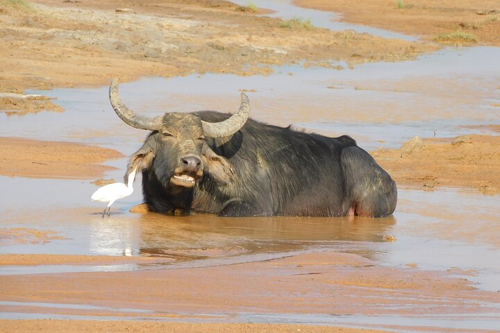 Yala National Park High-Luxury PRIVATE Tours with Entry Tickets