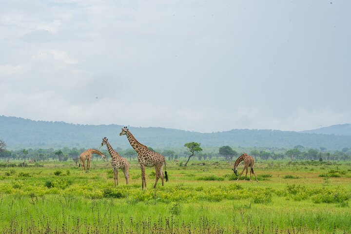 1-Day Mikumi National Park Fly-In Safari from Zanzibar