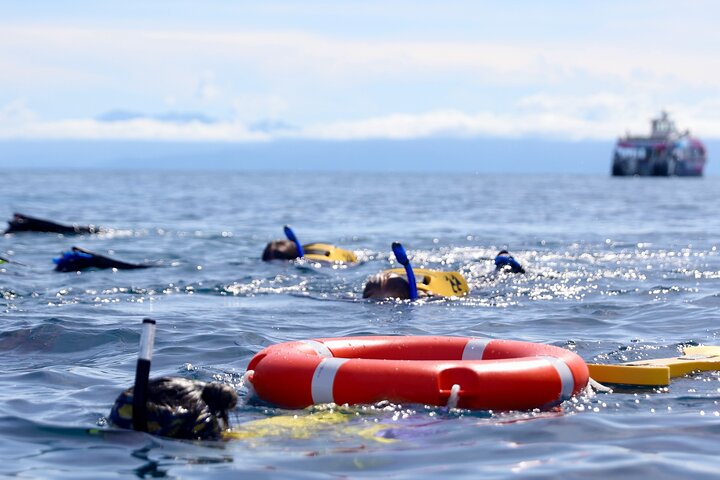 Half Day Great Barrier Reef Snorkeling Tour