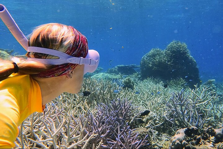 Half Day Great Barrier Reef Snorkeling Tour