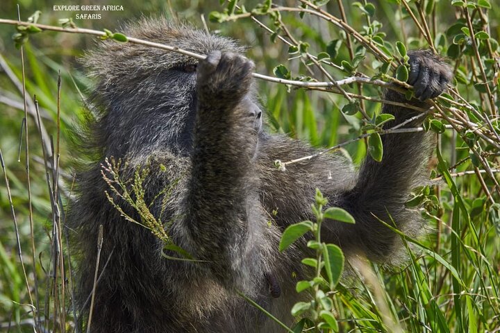 7 Days Serengeti, Tarangire National Park and Ngorongoro crater