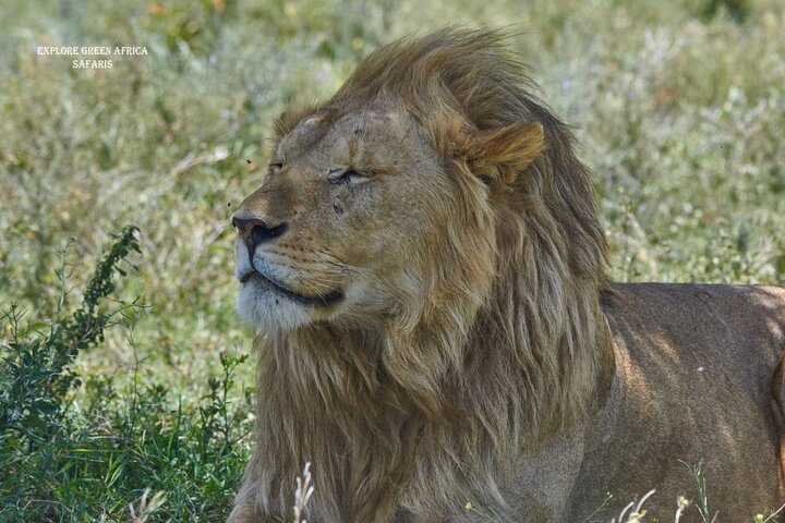 7 Days Serengeti, Tarangire National Park and Ngorongoro crater