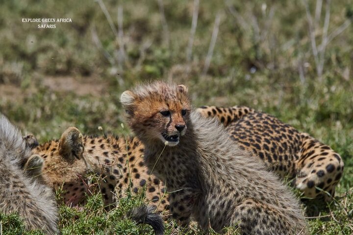 7 Days Serengeti, Tarangire National Park and Ngorongoro crater