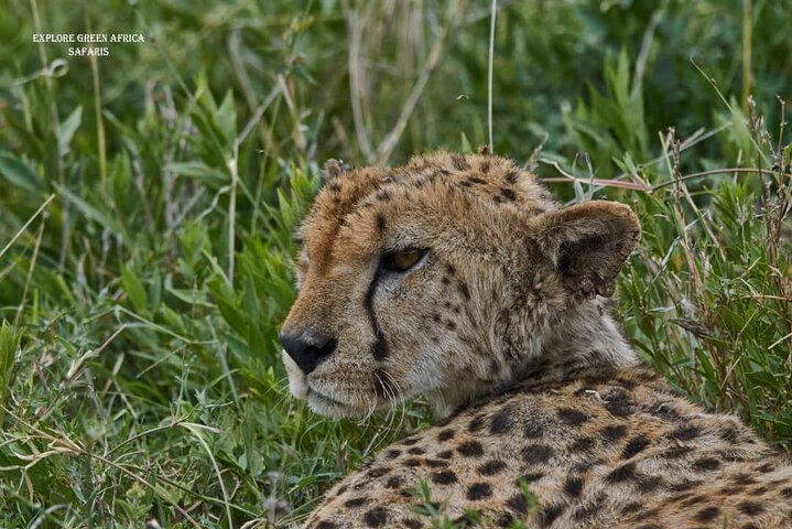 7 Days Serengeti, Tarangire National Park and Ngorongoro crater