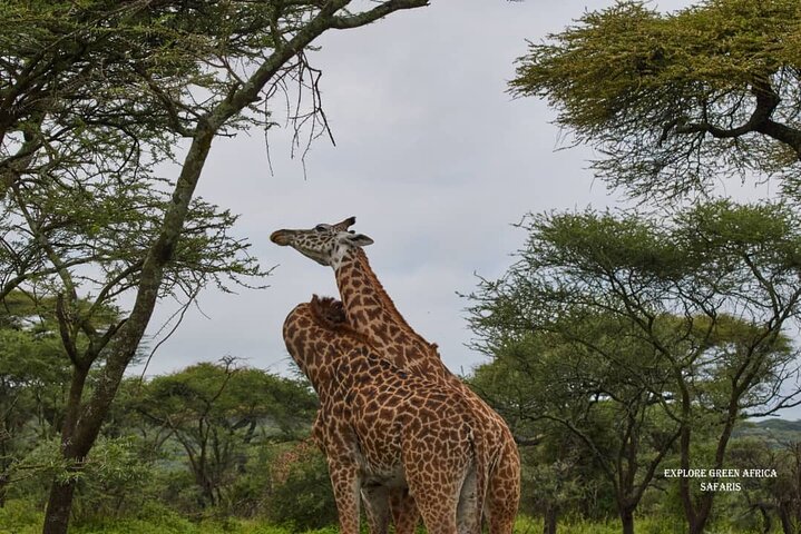 7 Days Serengeti, Tarangire National Park and Ngorongoro crater