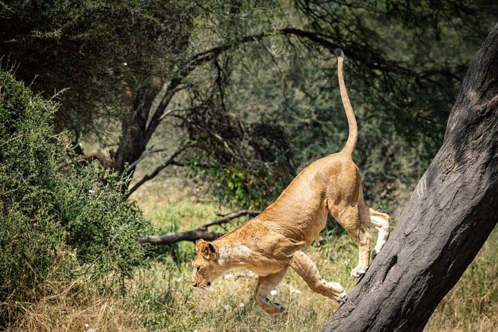 7 Days Serengeti, Tarangire National Park and Ngorongoro crater