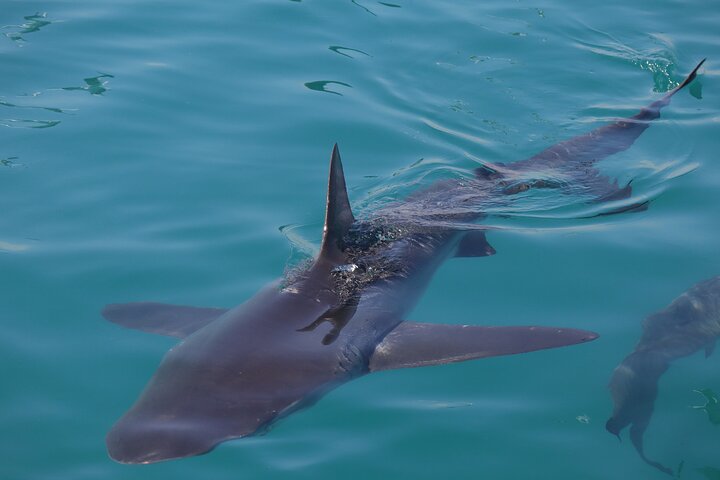 Shark Cage Diving - Adventure Meets Conservation!