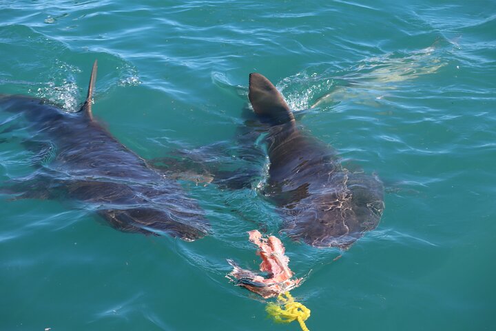 Shark Cage Diving - Adventure Meets Conservation!