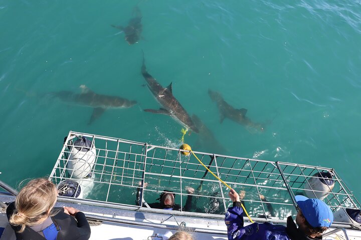 Shark Cage Diving - Adventure Meets Conservation!