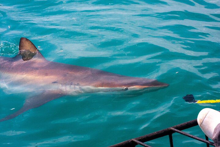 Shark Cage Diving - Adventure Meets Conservation!