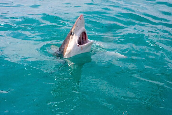 Shark Cage Diving - Adventure Meets Conservation!