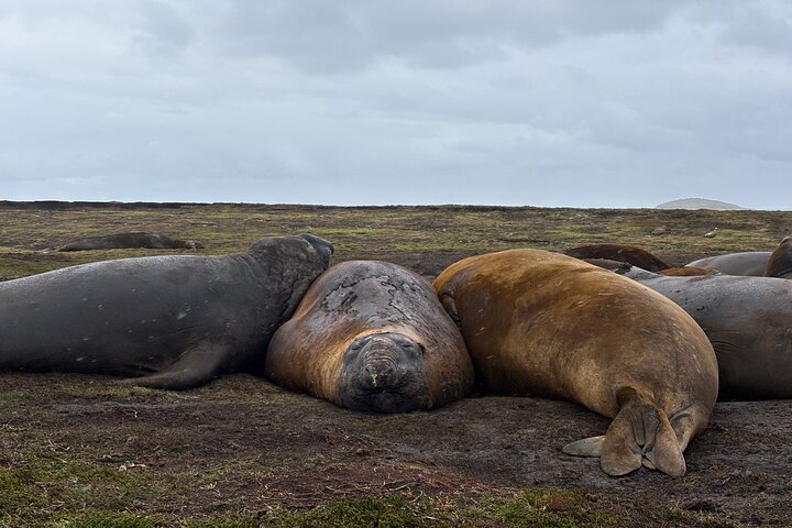 Kelp Point - Private 4x4 Tour - Elephant Seals and Penguins