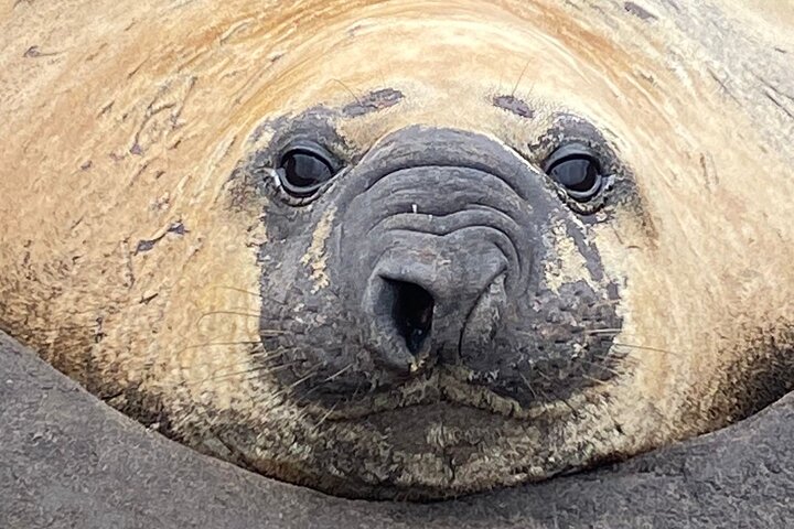 Kelp Point - Private 4x4 Tour - Elephant Seals and Penguins